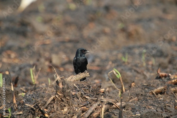 Obraz bird on a branch