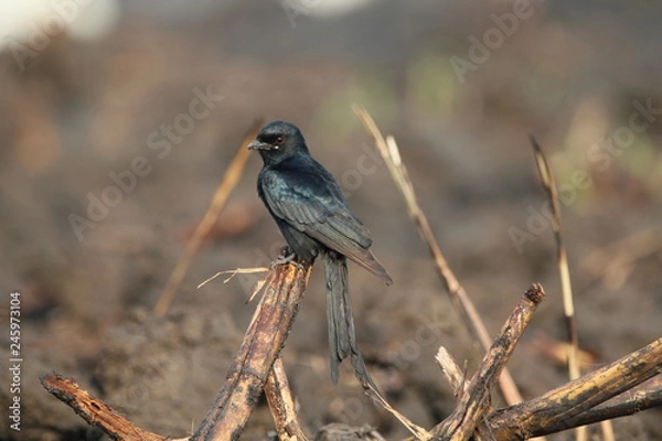 Obraz Bird on the stem 