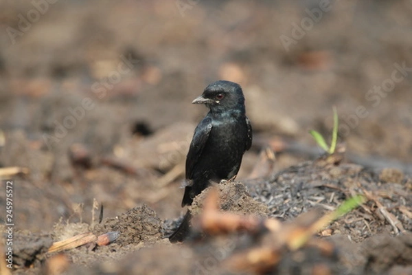 Obraz blackbird on a branch