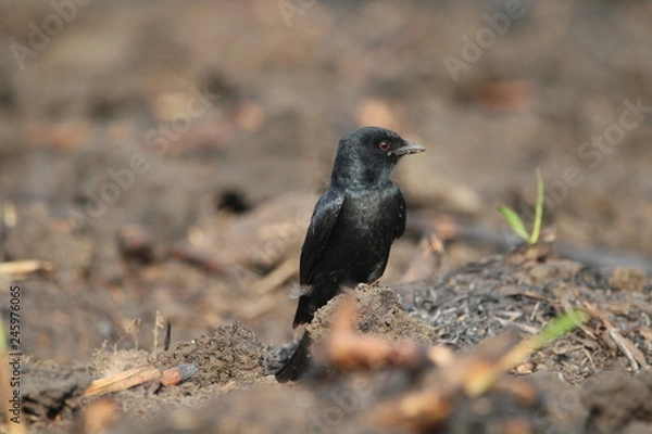 Obraz blackbird on a branch