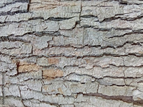 Fototapeta Textura de la corteza de un árbol