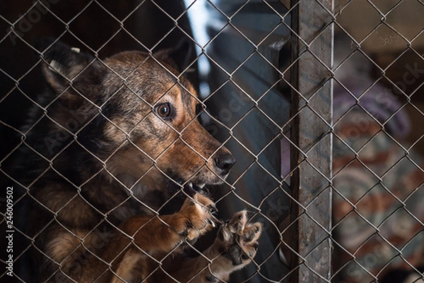 Obraz Stray dog in a shelter in a cage