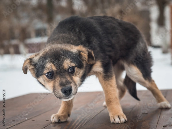Obraz Scared homeless puppy