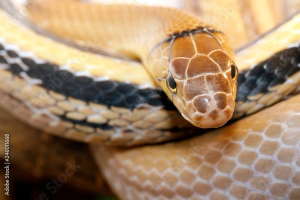 Fototapeta Copper-headed elaphe snake (coleognathus radiatus) agressive but not poisonous