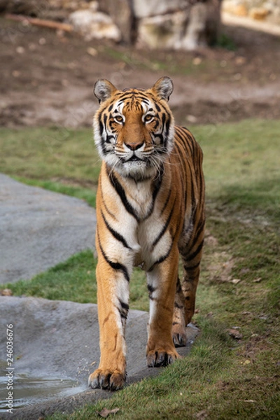 Fototapeta Alter Tieger