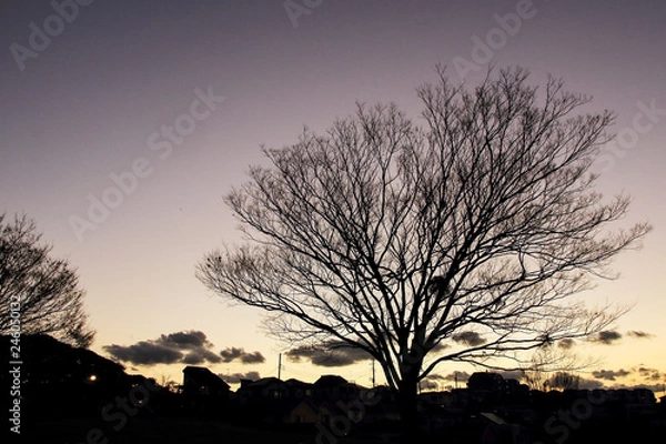 Obraz 日没時の枯れ木のシルエット