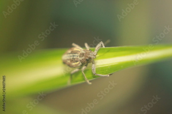 Fototapeta Insect macro on leaf
