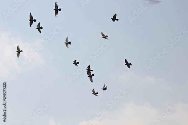 Fototapeta 하늘을 날으는 비둘기 떼