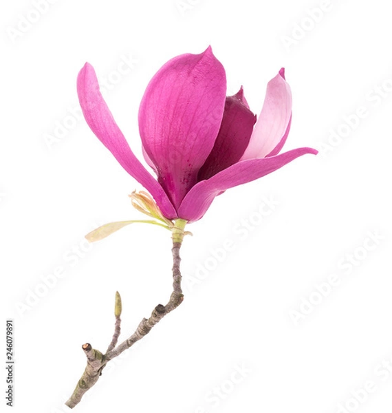 Fototapeta magnolia flower branch isolated on white background