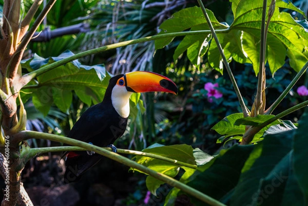 Fototapeta Toucan tropical bird sitting on a tree branch in natural wildlife environment in rainforest jungle