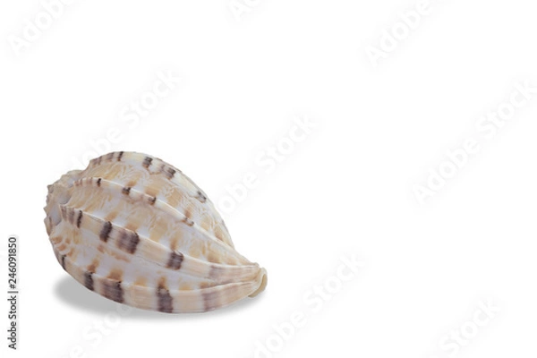 Obraz conch seashell on white background