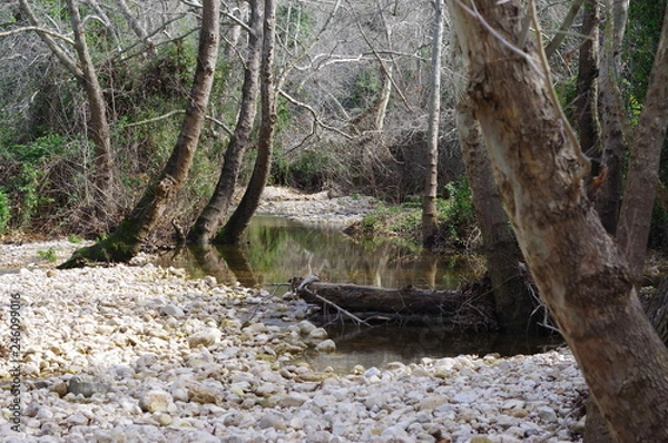 Obraz Trees and lake in a forest