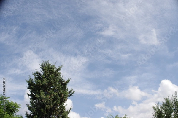 Obraz A tree and sky