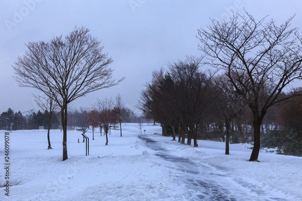 Fototapeta Winter scene of leafless trees at Hokkaido Japan