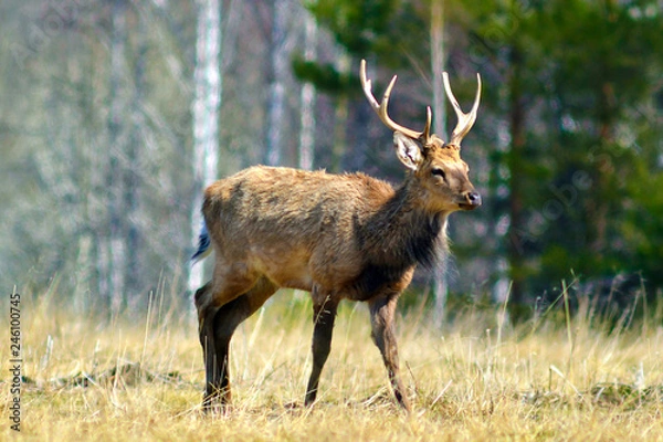 Fototapeta A deer (lat. Cervus elaphus) stands in a clearing and looks ahead. Spring.