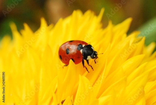 Obraz ladybug in the sunflower