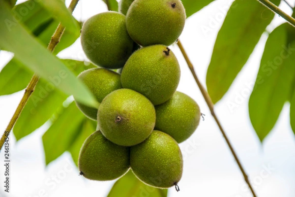 Fototapeta Walnuts green on a bush in a bunch
