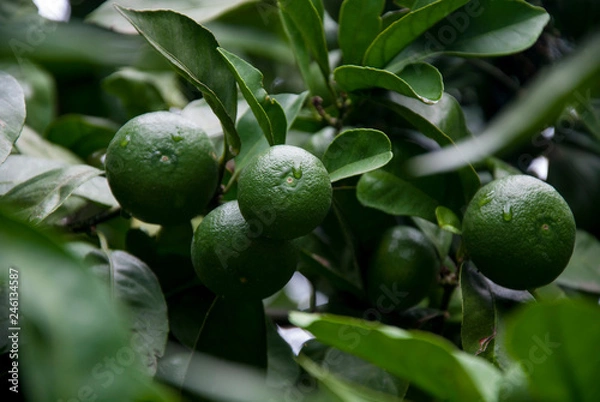 Fototapeta Citrus fruits. Green tangerines on the branch.