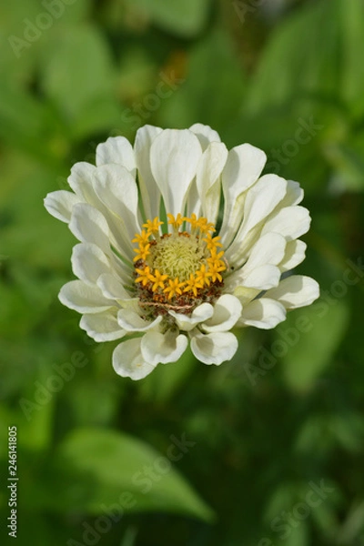 Fototapeta Common zinnia