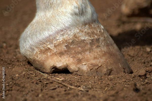 Obraz Broken hoof