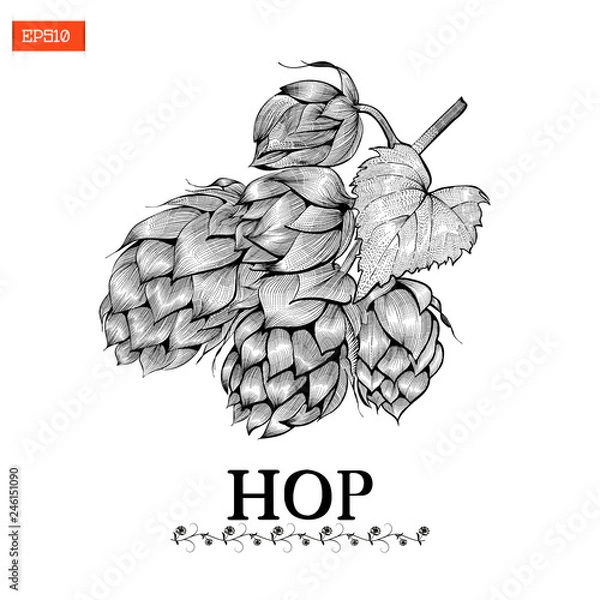 Obraz Beer hop vector illustration in engraving style