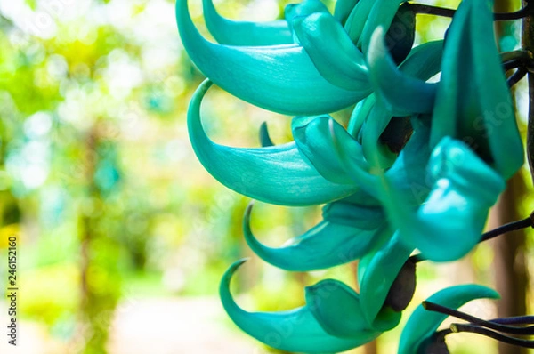 Obraz ヒスイカズラ