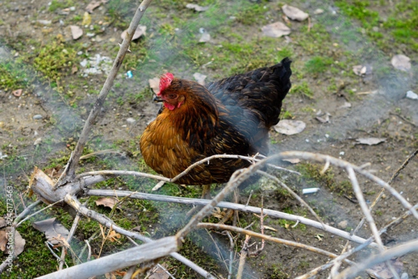 Obraz a chiken stands 