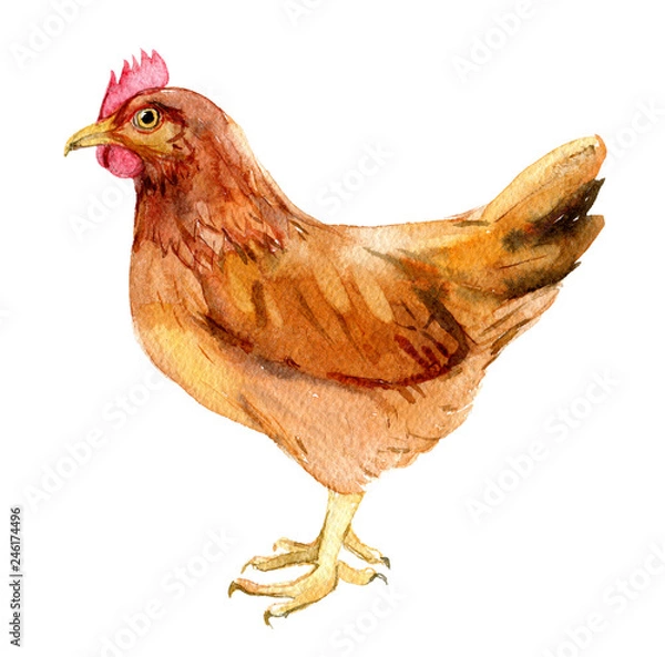Obraz Brązowy kurczak na białym tle na białym tle, akwarela ilustracja