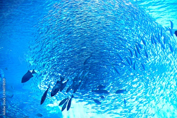 Obraz イワシの群れ