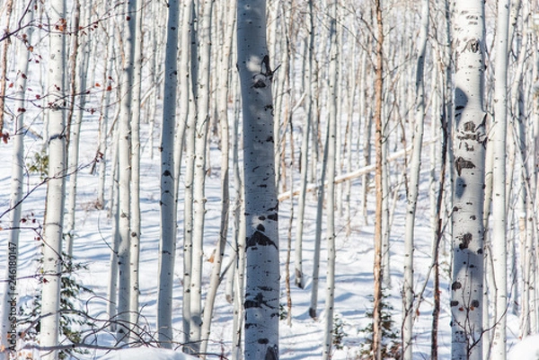 Obraz Aspen Tree Forest in Winter