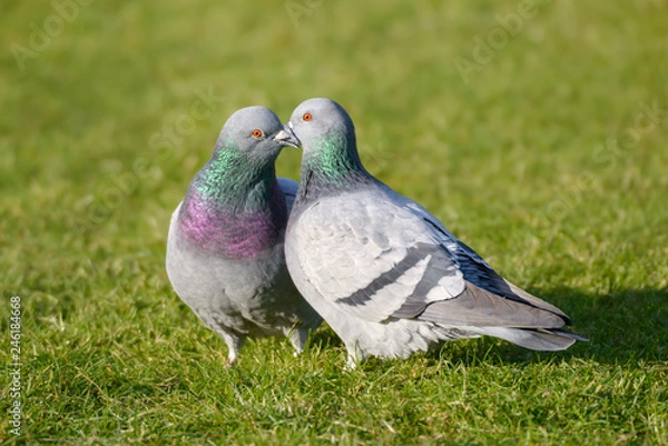 Fototapeta Dwa zdziczałe gołębie, gołębie uliczne (Columba livia domestica), billing i gruchanie