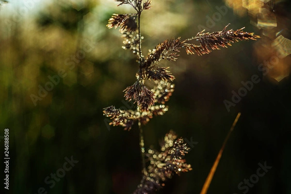 Obraz spider on cobweb