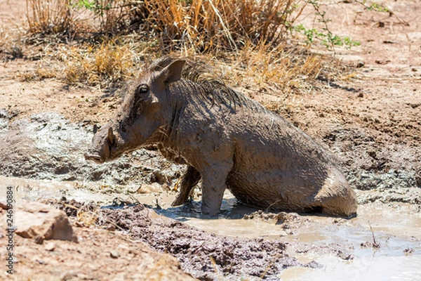 Fototapeta Warthog Mud Bath