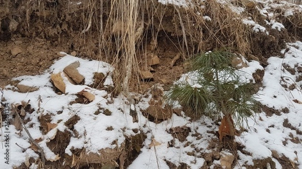 Obraz  Pine and roots