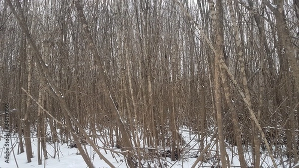 Obraz Impassable forest in winter