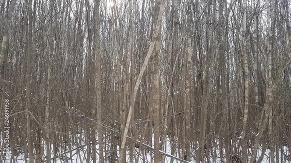 Obraz  Impassable forest in winter