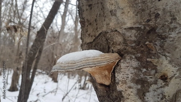 Obraz Tree mushroom