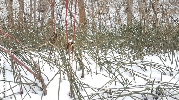 Obraz  Greens in winter 5