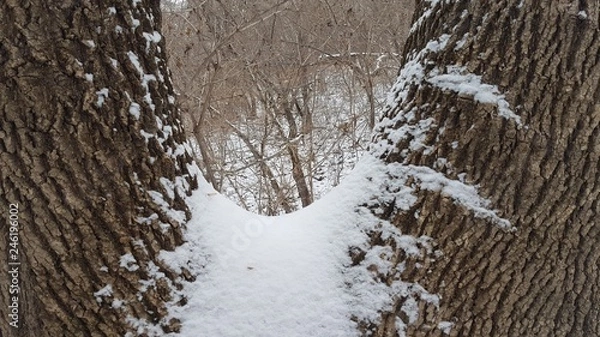 Obraz  one tree - two trunks