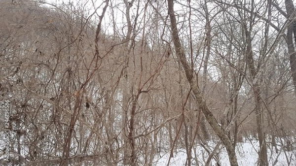 Obraz Lemongrass in the forest