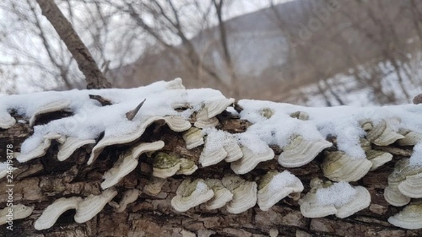 Obraz  Forest. Mushrooms. Winter.