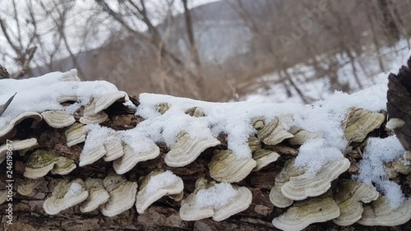 Obraz  Forest, mushrooms, winter