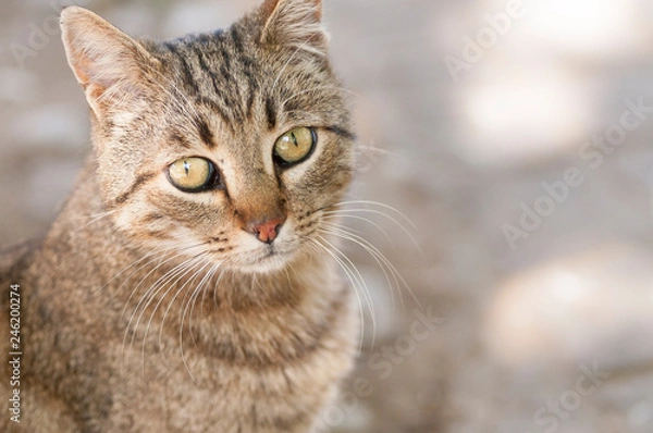 Obraz Getigertes Kätzchen im Portrait