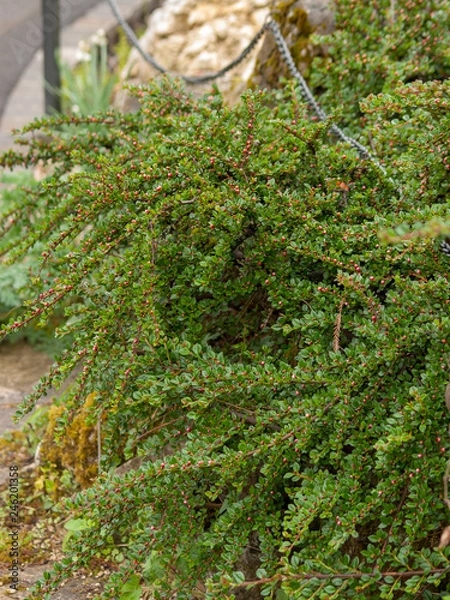 Fototapeta Cotoneaster horizontalis - Cotonéaster rampant ou horizontal avec ses petits boutons de fleurs rose au printemps