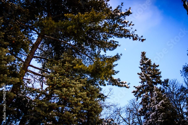 Obraz Noob among the trees