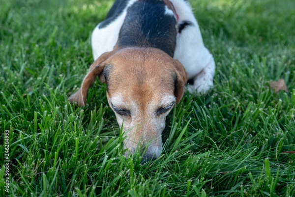 Fototapeta Beagle dog with nose down sniffing the grass.