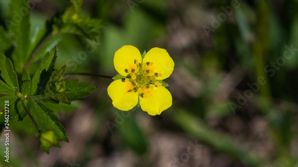 Fototapeta Tormentil or septfoil Potentilla erecta flower macro, selective focus, shallow DOF