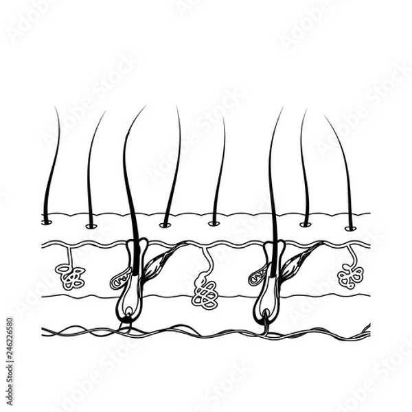 Fototapeta Black and white illustration of the structure of the hair root i