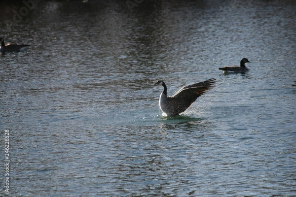Fototapeta duck mid-flight