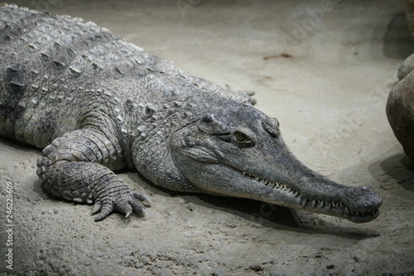 Fototapeta alligator